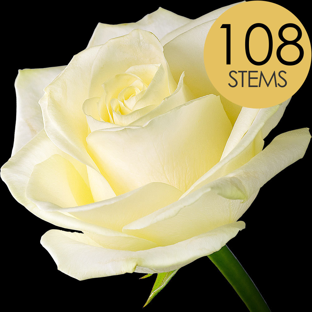 Buy 108 Long Stemmed Roses | interROSE