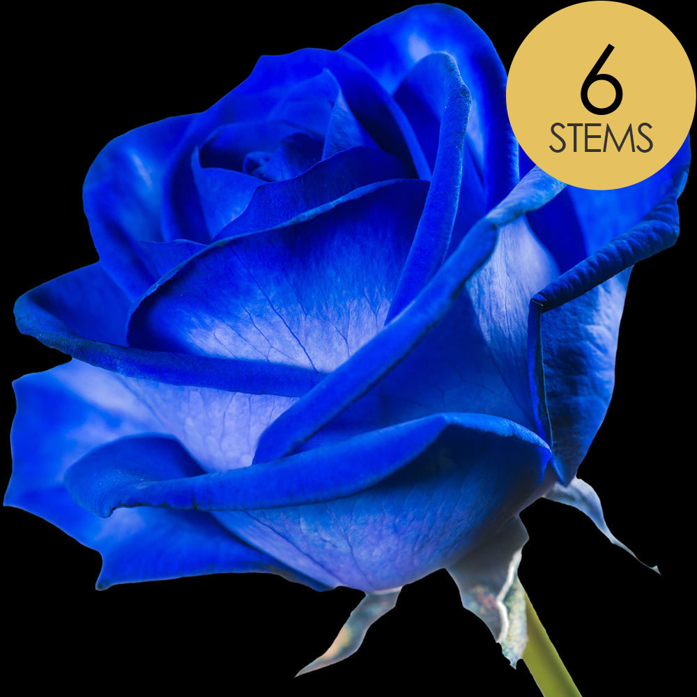 Buy 6 Blue Dyed Roses Interrose