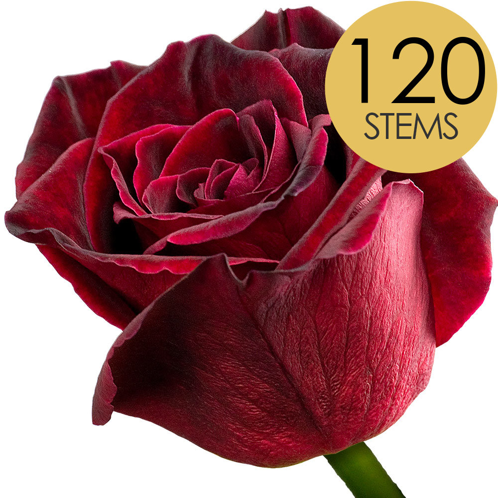 120 Bulk Black Baccara Roses