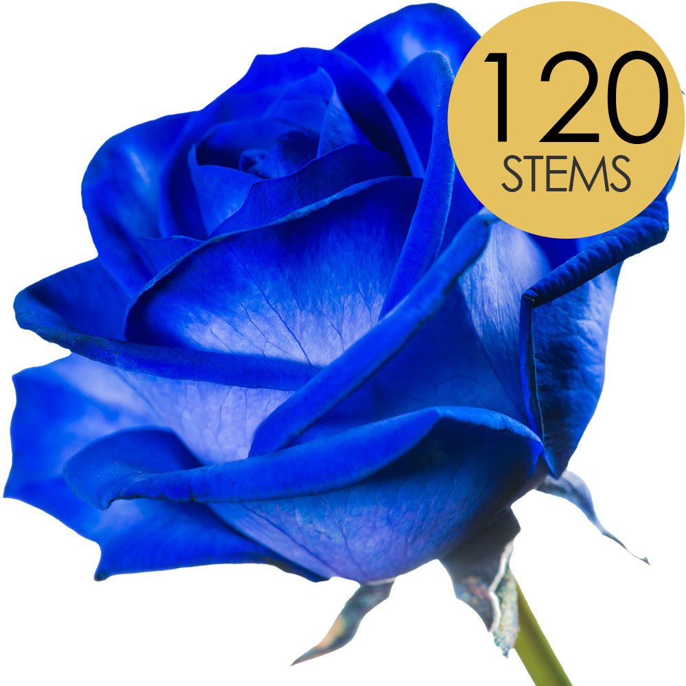 120 Bulk Blue Roses