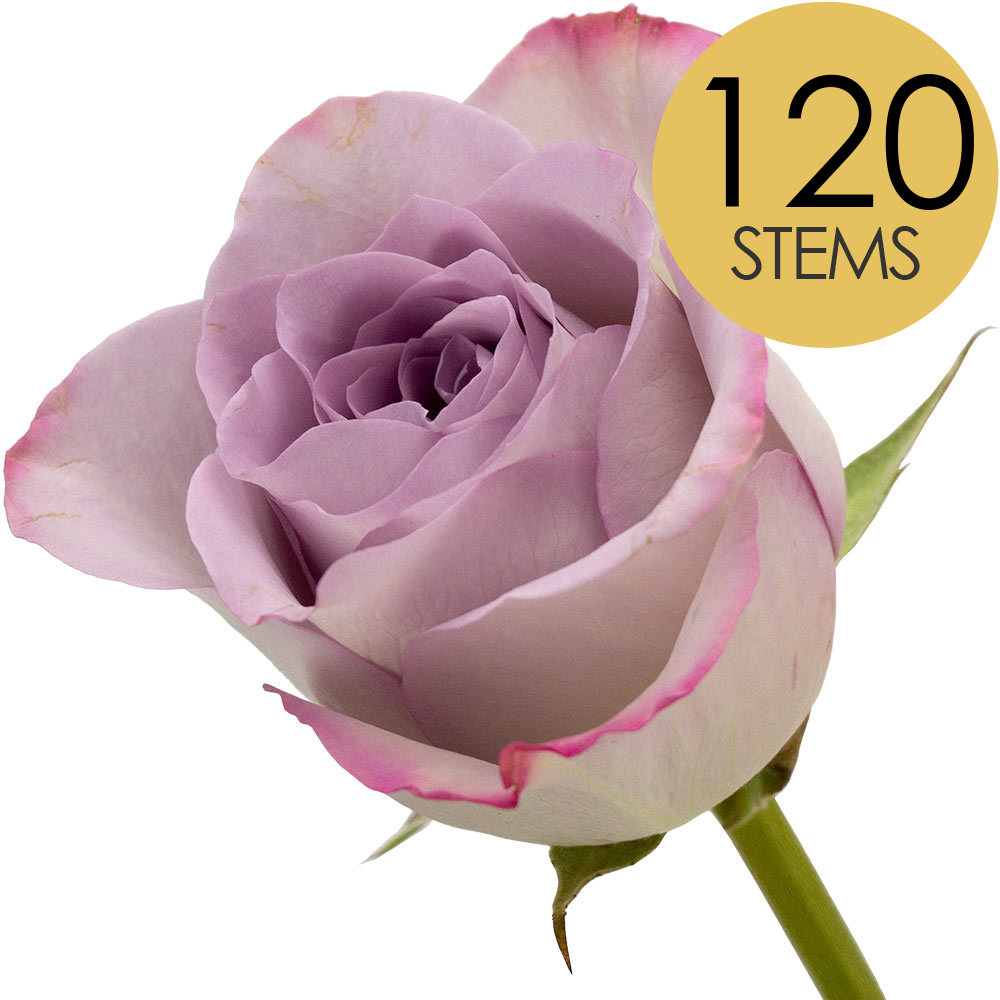 120 Bulk Lilac Roses