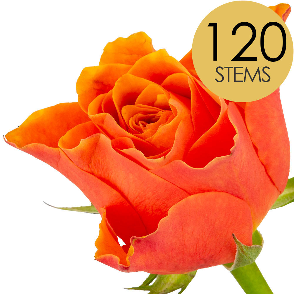 120 Bulk Orange Roses