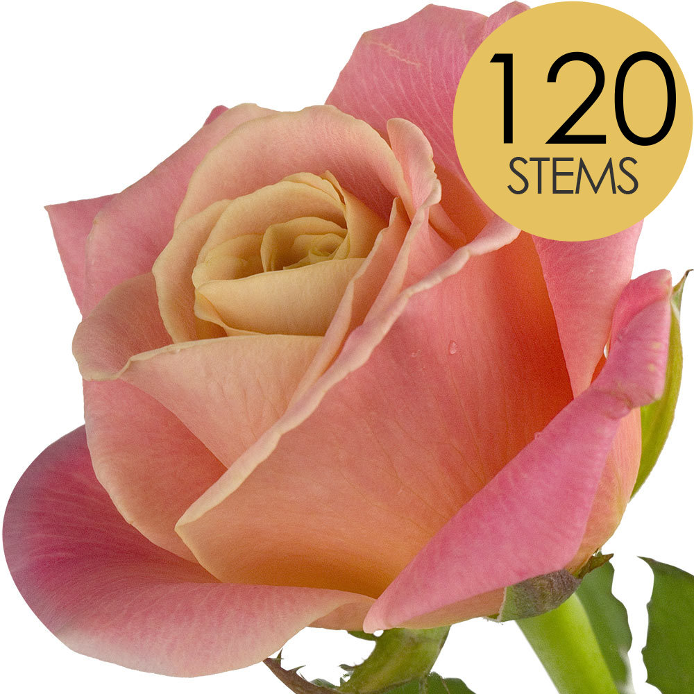 120 Bulk Peach Roses