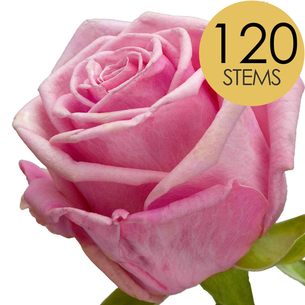 120 Bulk Pink Roses