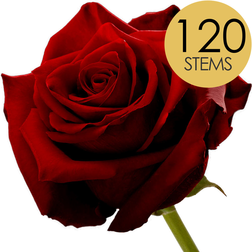 120 Bulk Red Roses