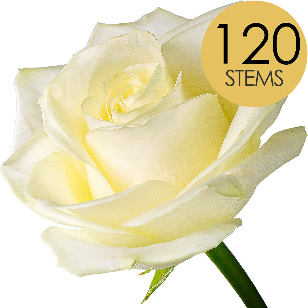 120 Bulk White Roses