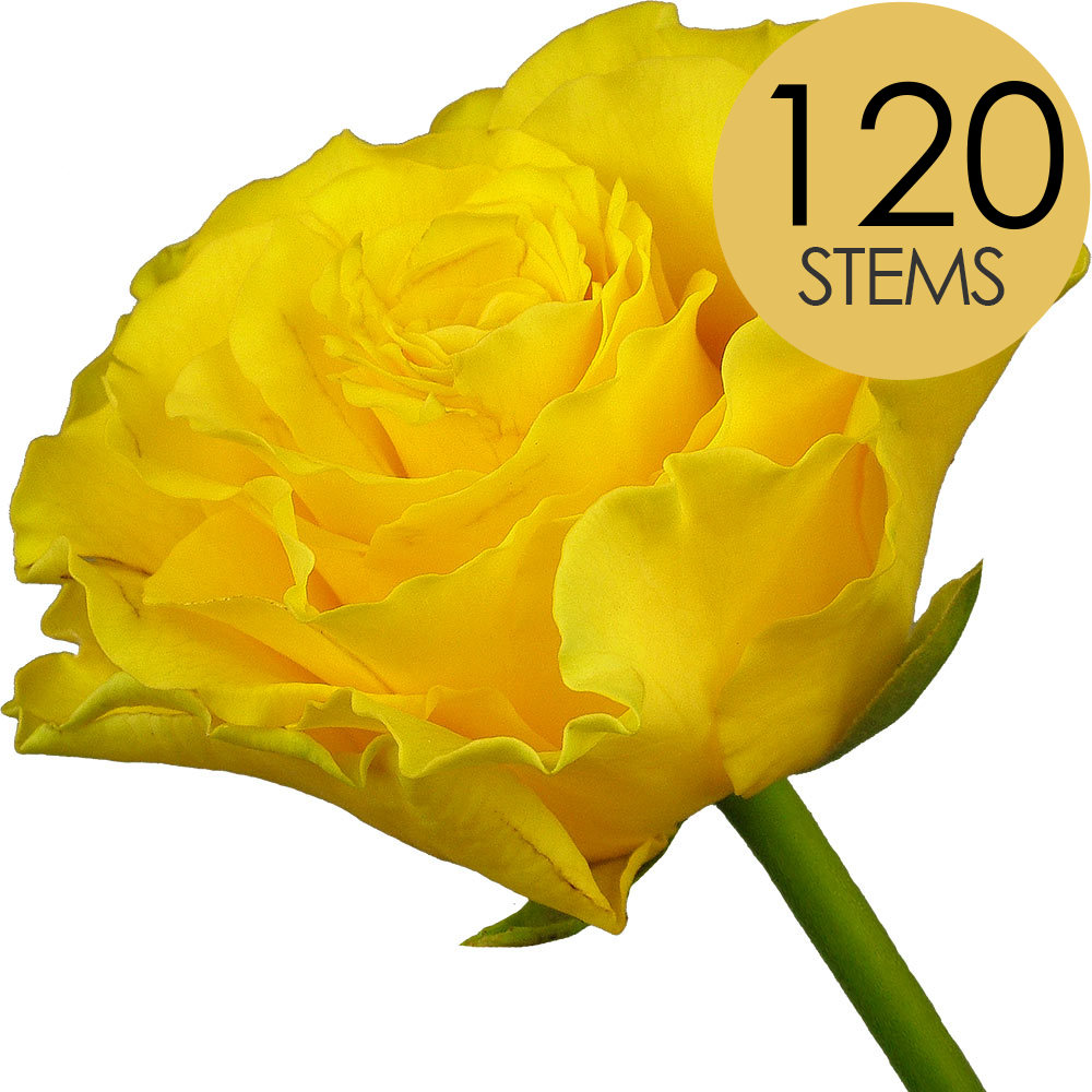 120 Bulk Yellow Roses