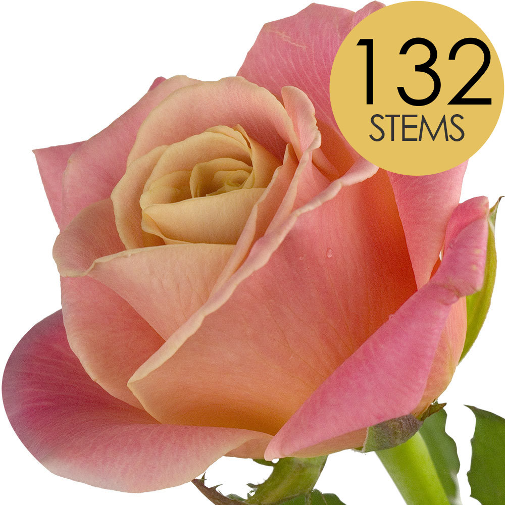 132 Bulk Peach Roses