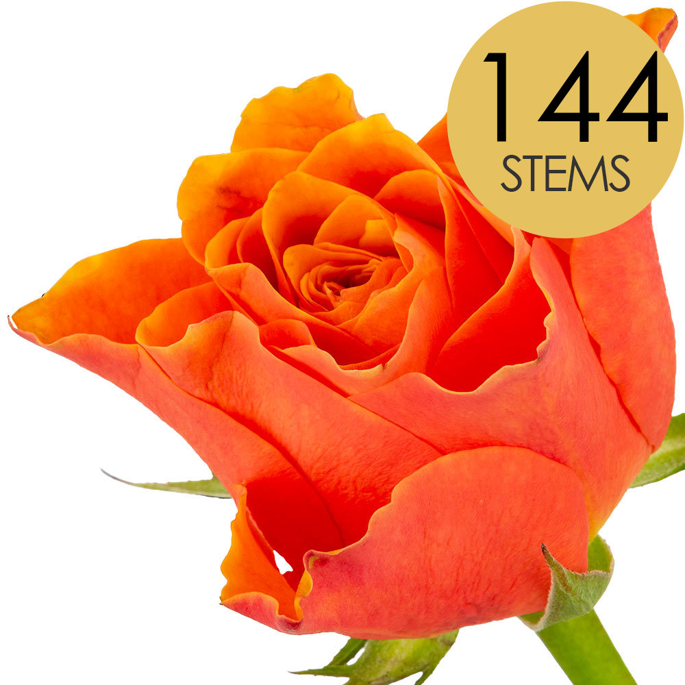 144 Bulk Orange Roses