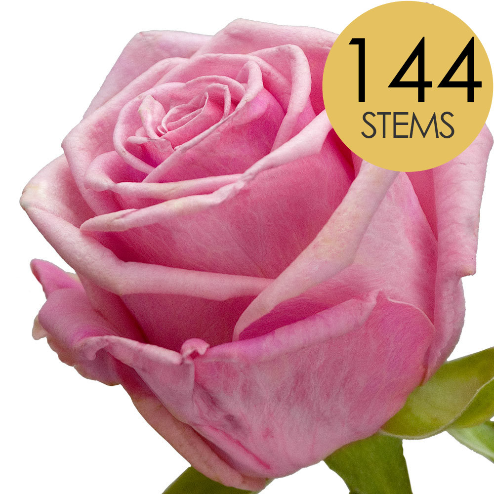 144 Bulk Pink Roses