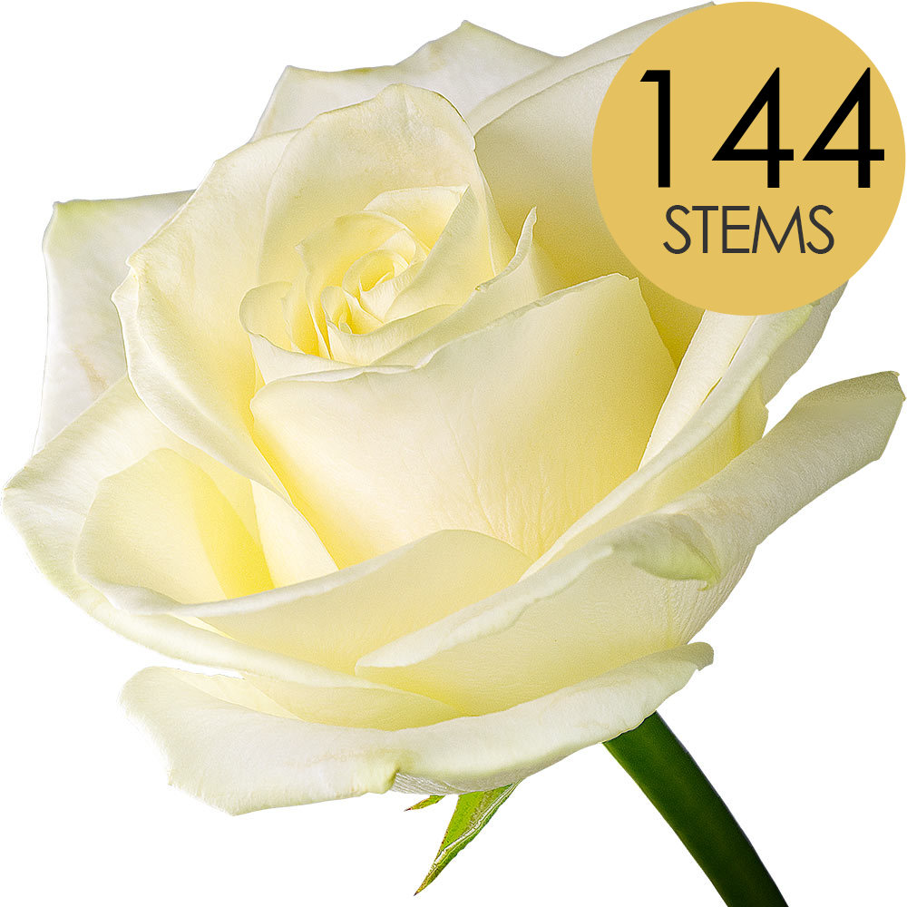 144 Bulk White (Avalanche) Roses