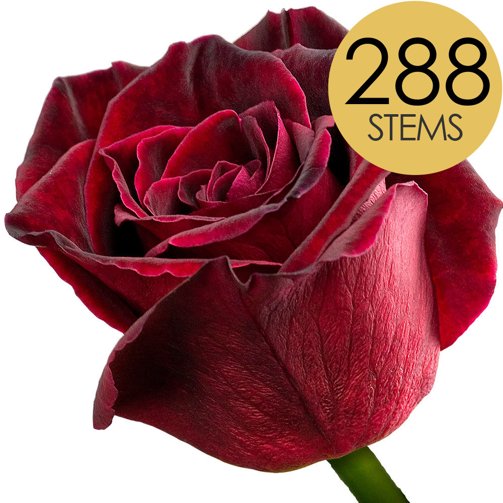 288 Bulk Black Baccara Roses