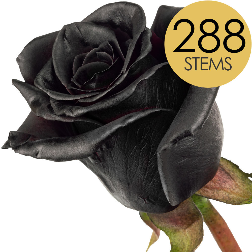 288 Bulk Black (Painted) Roses