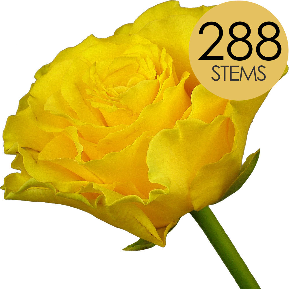 288 Bulk Yellow Roses