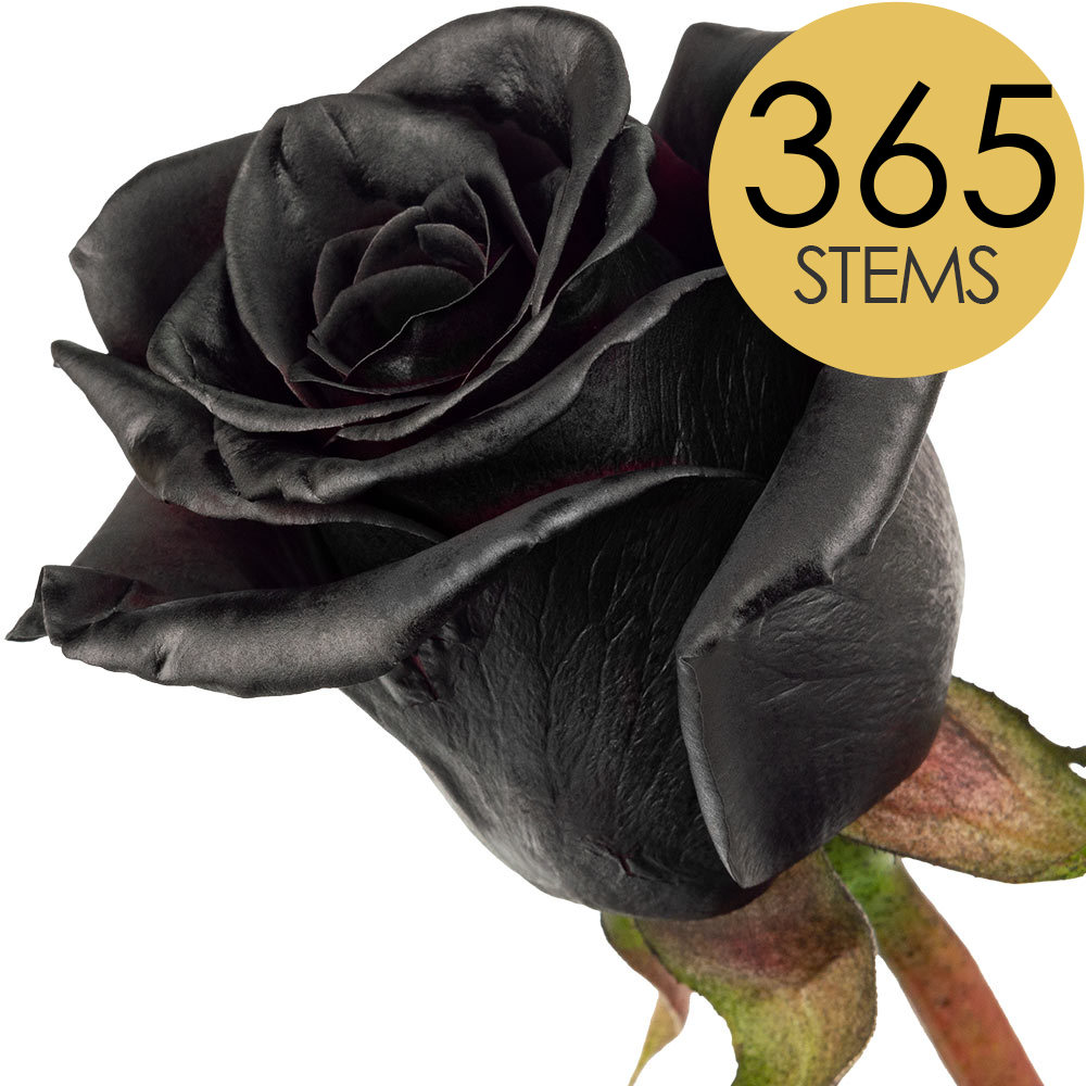 365 Bulk Black (Painted) Roses