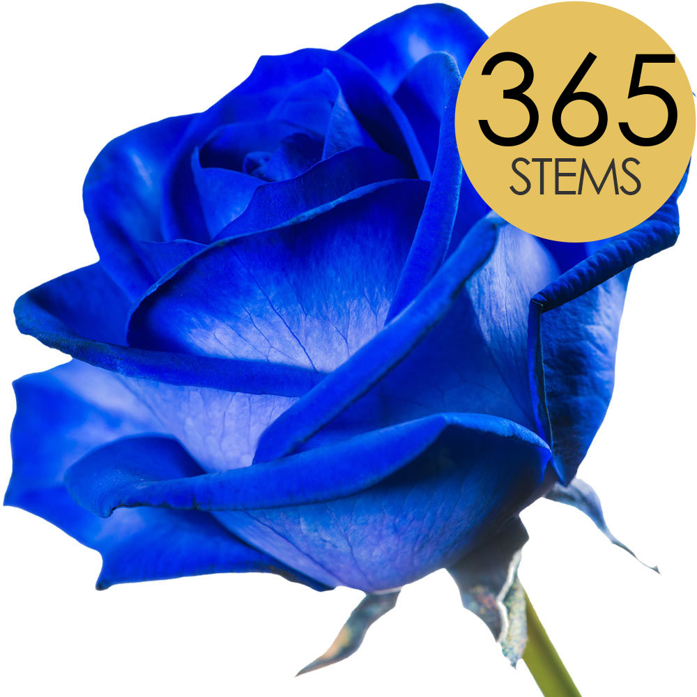 365 Bulk Blue (Dyed) Roses