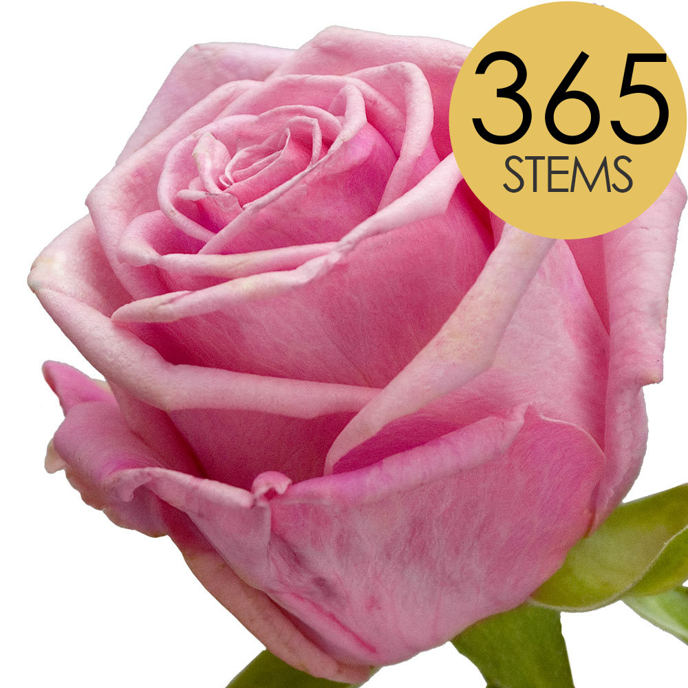 365 Bulk Pink Roses