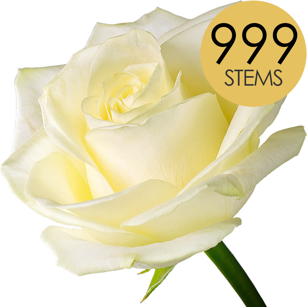 999 Bulk White Roses