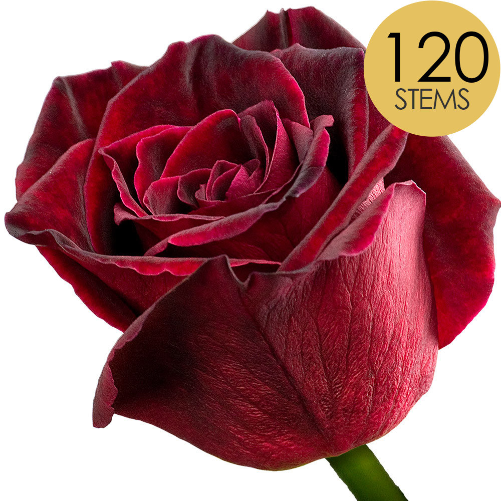 120 Bulk Black Baccara Roses