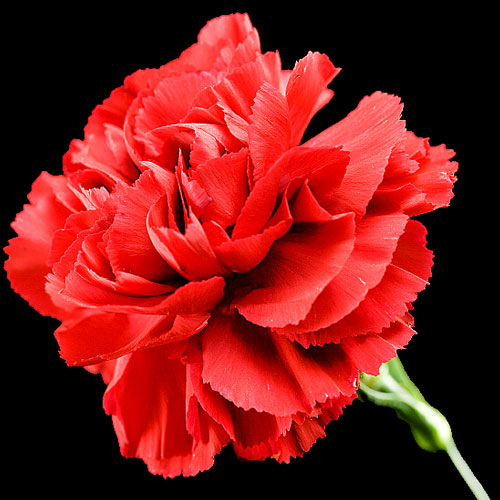 Carnation Delivery | Send Carnations | Buy Carnations | Post Carnations