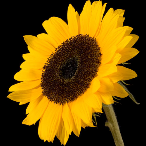 Sunflower Delivery | Send Sunflowers | Buy Sunflowers | Post Sunflowers